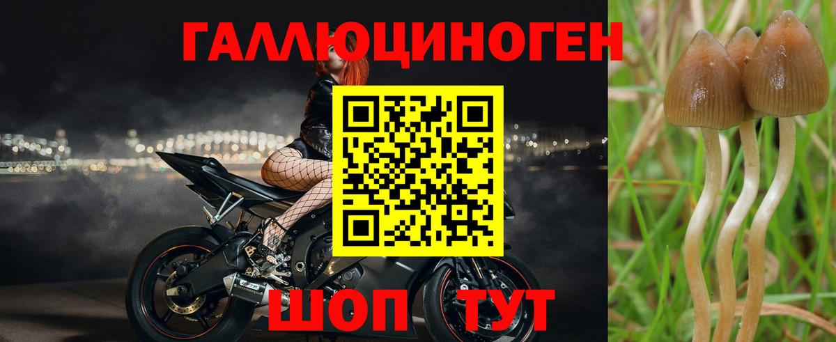 Псилоцибиновые грибы Cubensis  Вход с VPN  Нижний Новгород 